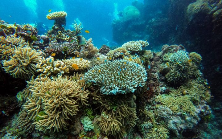 a multi color group of corals with small fish swimming through