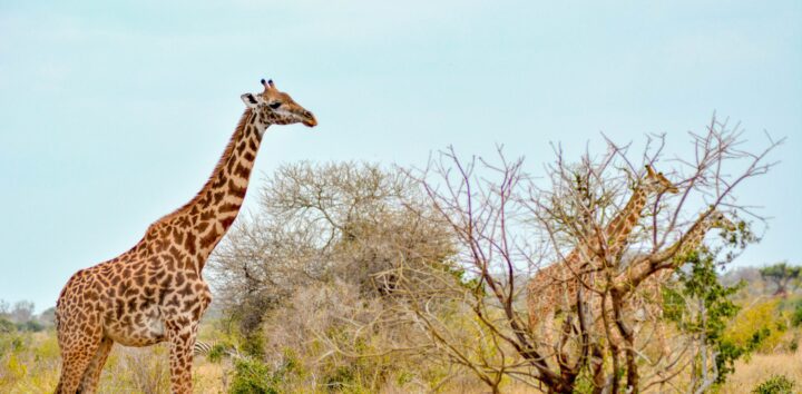 Giraffes in Kenya