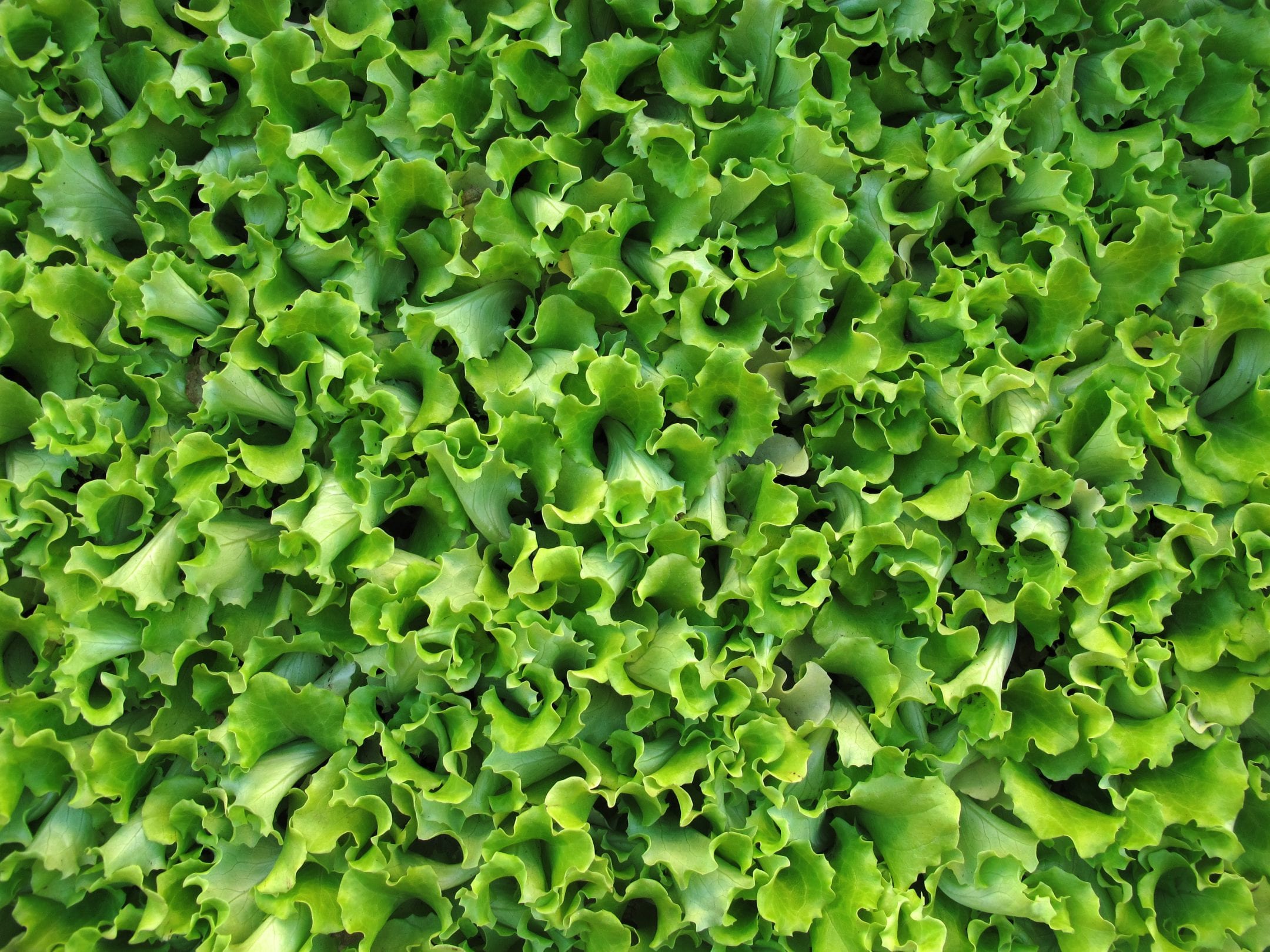the photograph is filled with the leafy green lettuce