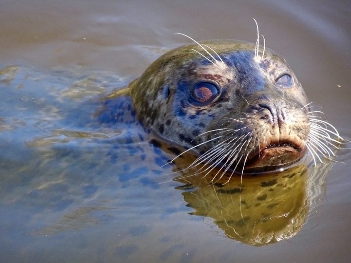 a brown and black speckled seal with brown eyes and white whiskers are illuminated by sunshine