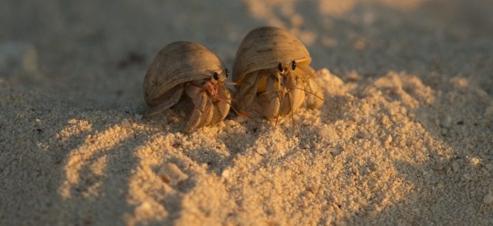 Hermit crabs