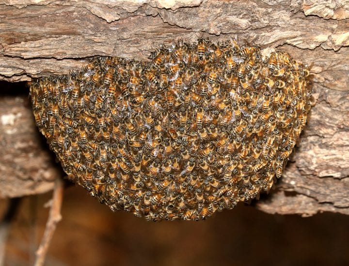 thousands of honeybees swarm on a tree branch, closely together building a half spherical shape
