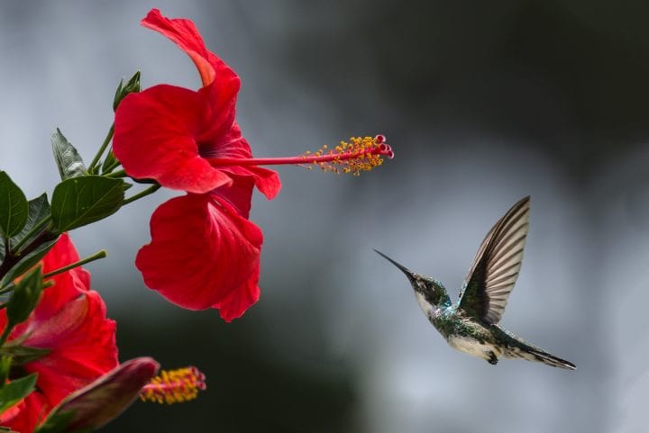 A gray hummingbird flies next to a bright red flower