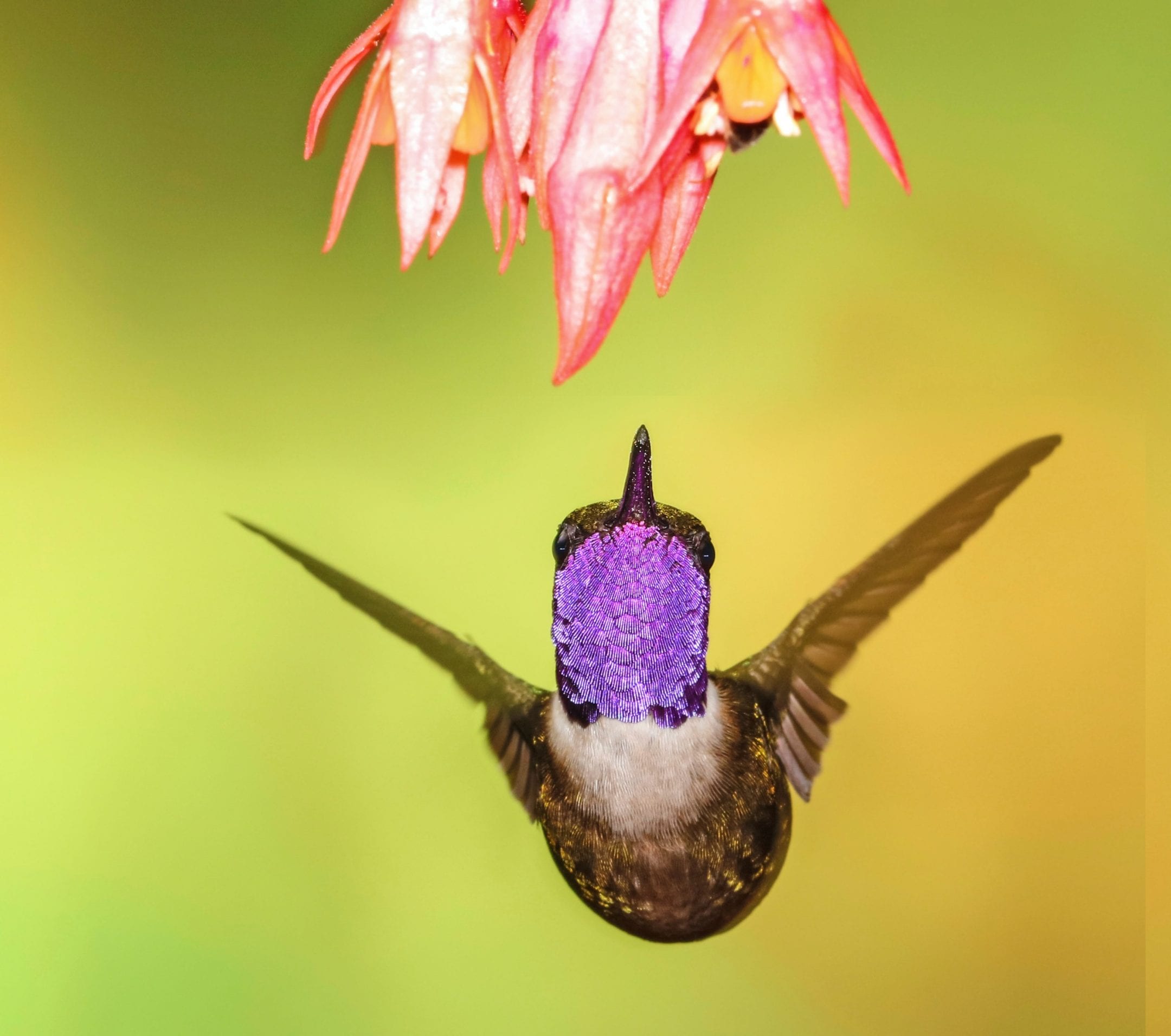 a hummingbird looks up at a pink flower, its purple neck feathers on full display