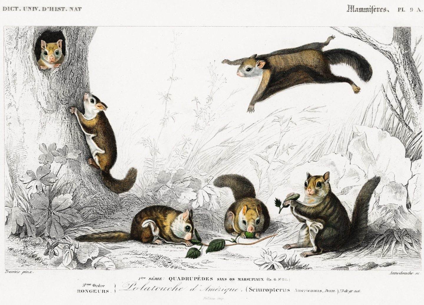 a vintage natural history illustration of flying squirrels in various postures.