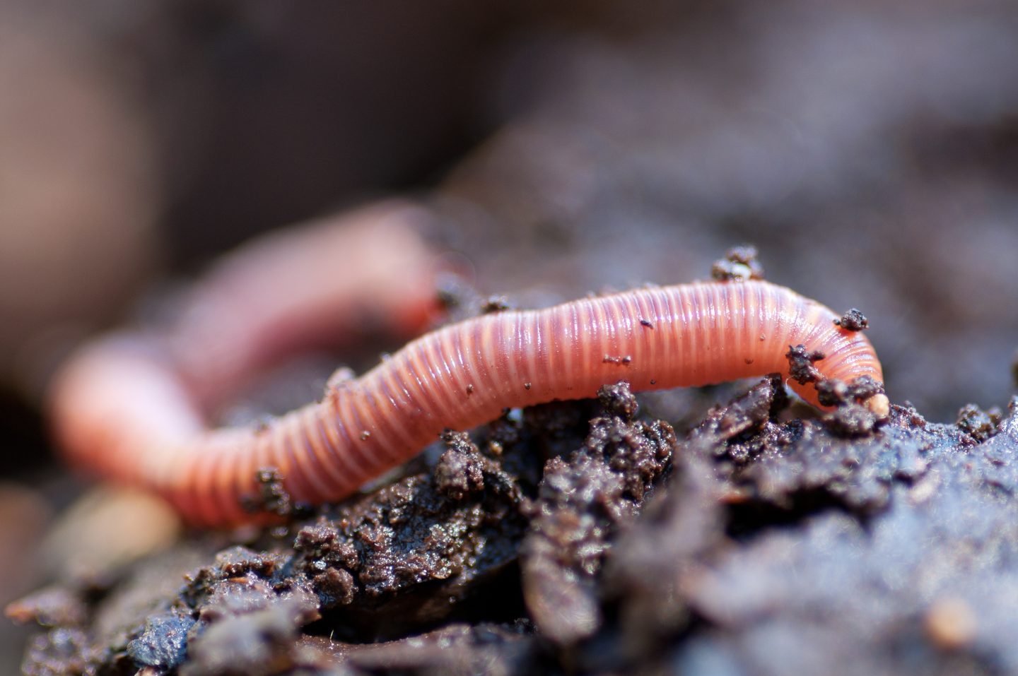 Earthworm in soil