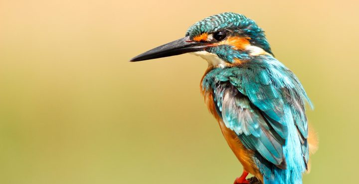 a blue orange white bird perches on a branch against a blurry yellow background