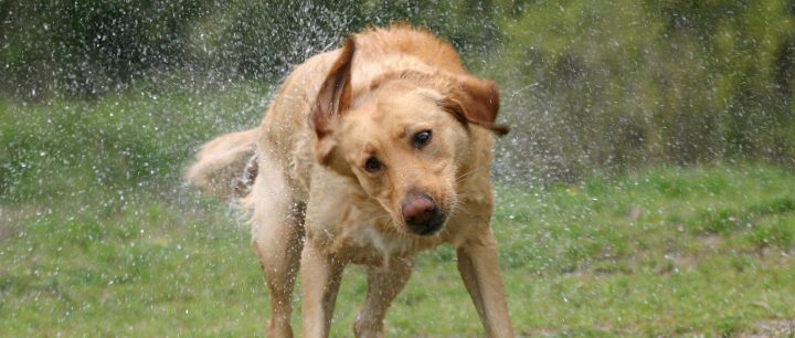 a yellow labrador shakes off water