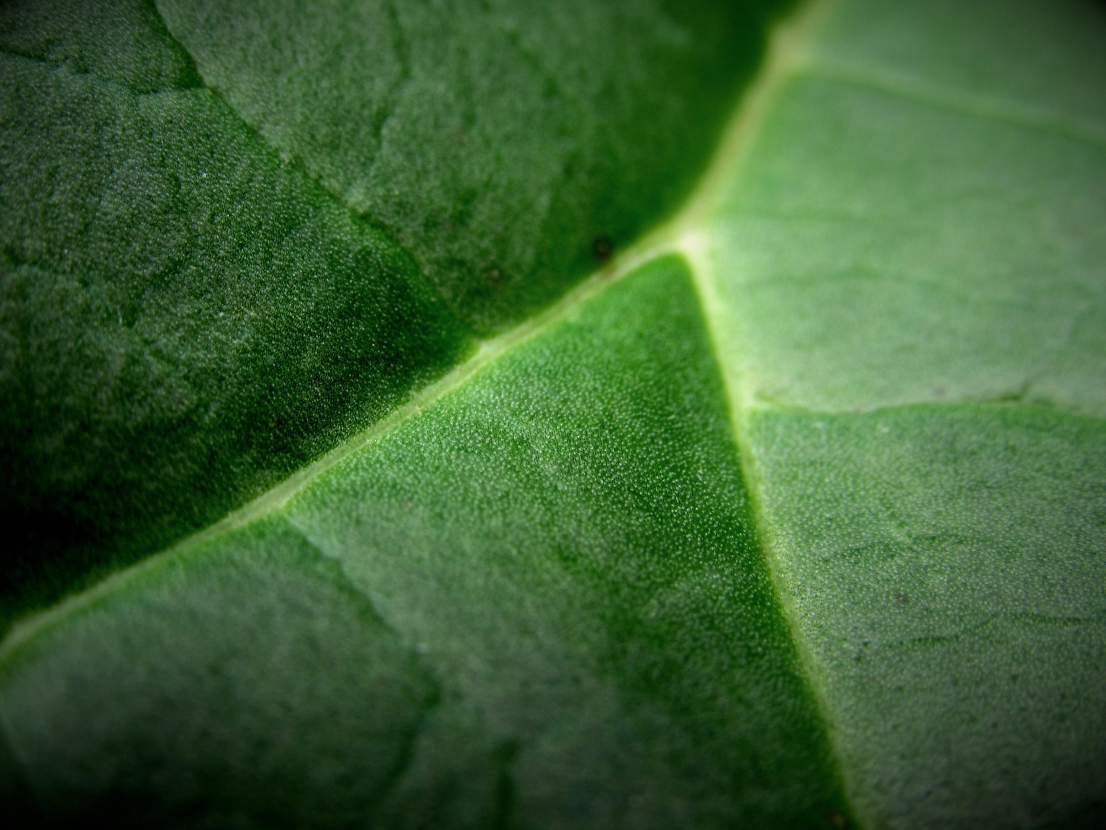 macro view of green leaf that fills the frame