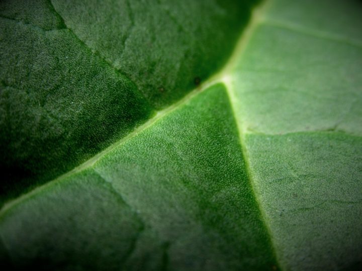 macro view of green leaf that fills the frame