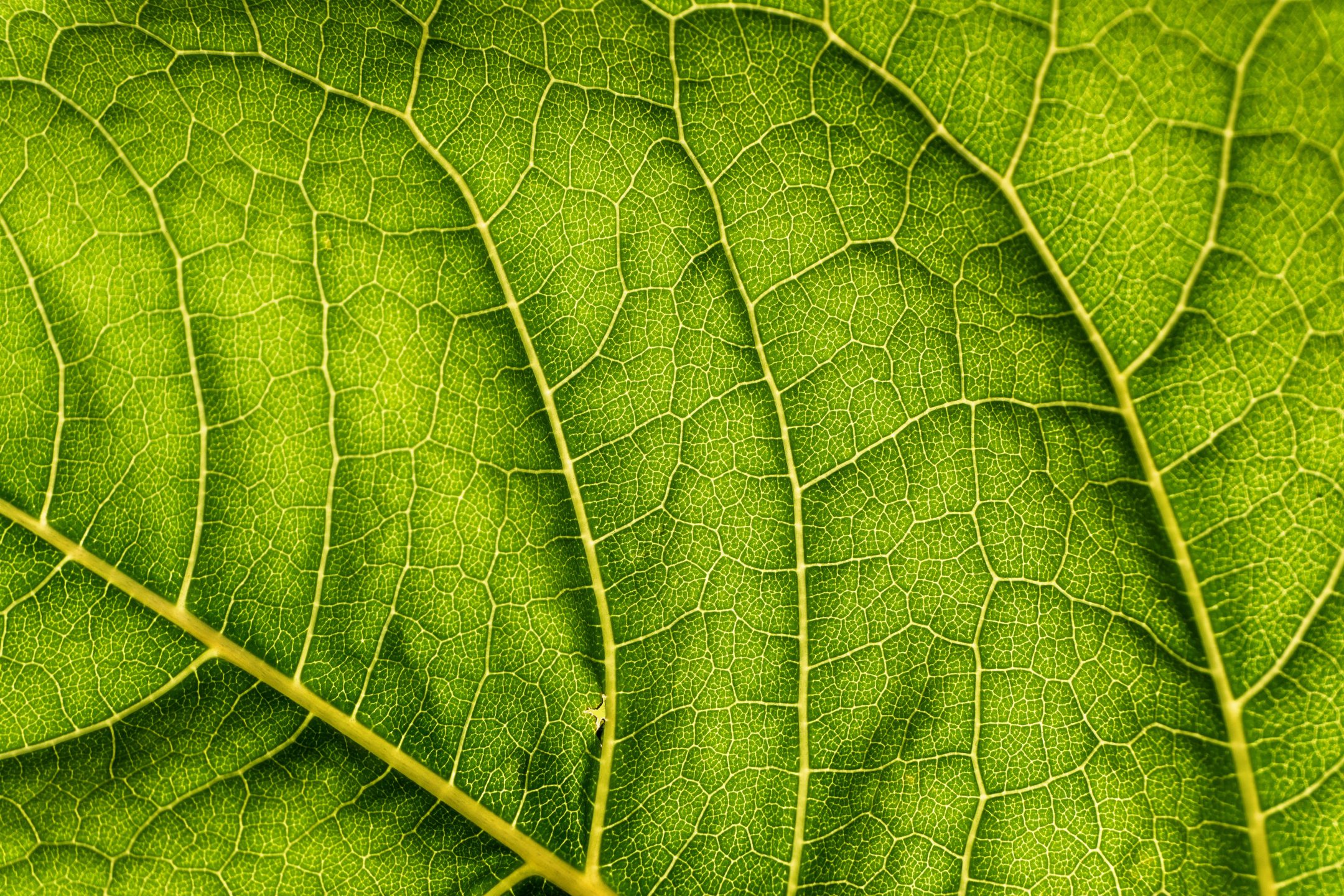 macro view of a green leaf