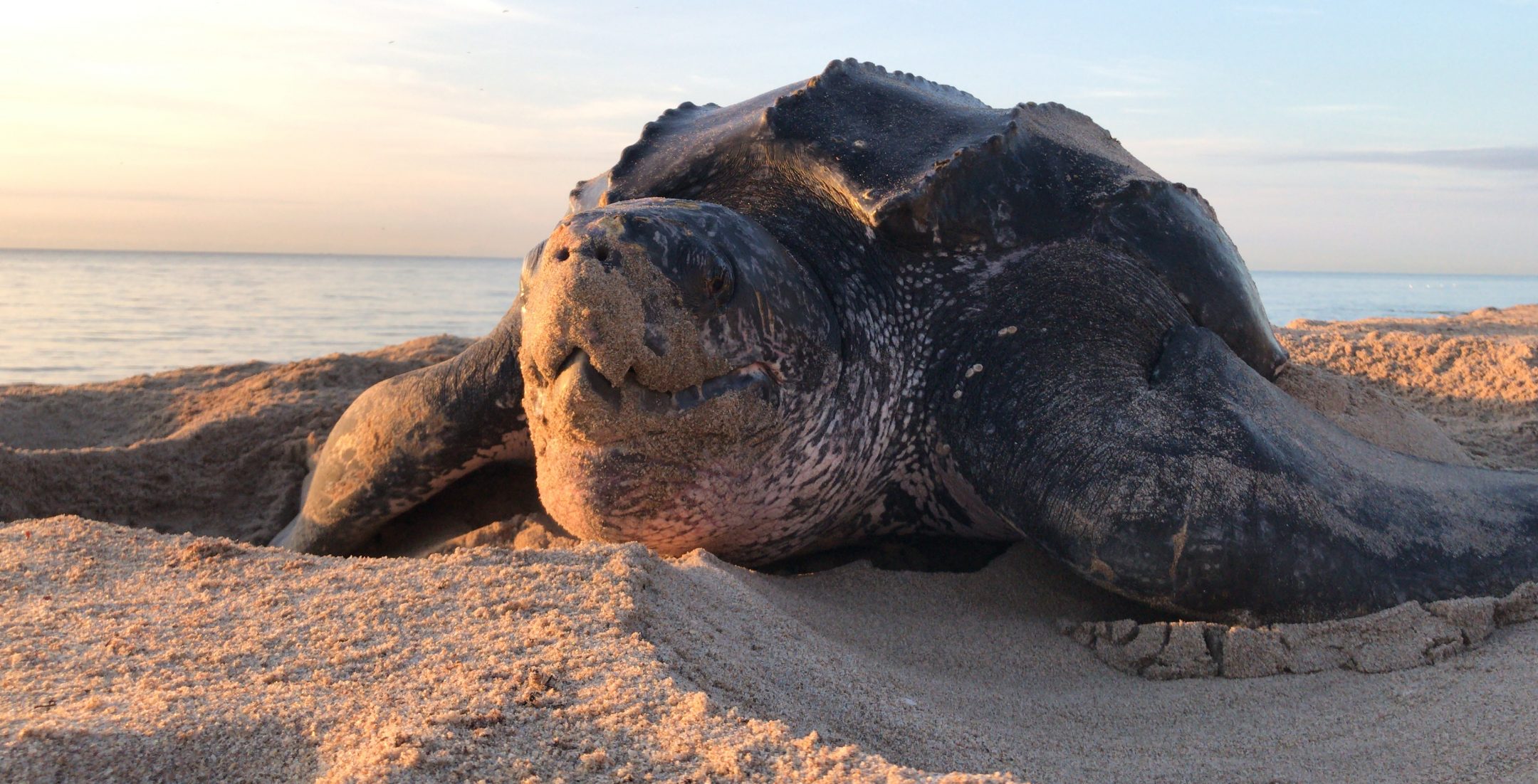 a large black sea turtle covered in sand sits on the beach at sunset