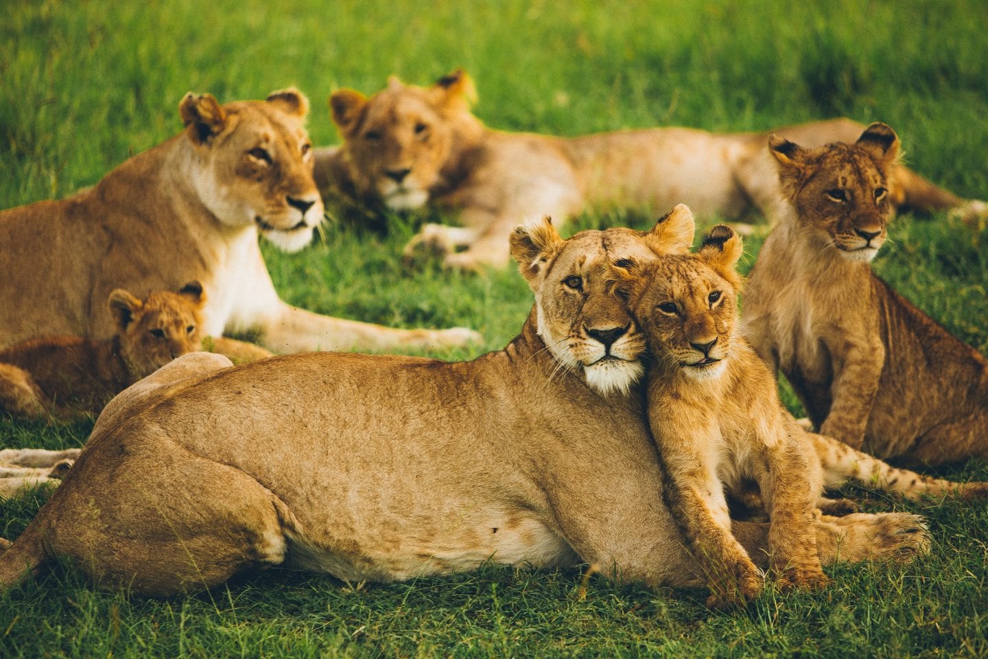 Lionesses rest with their cubs