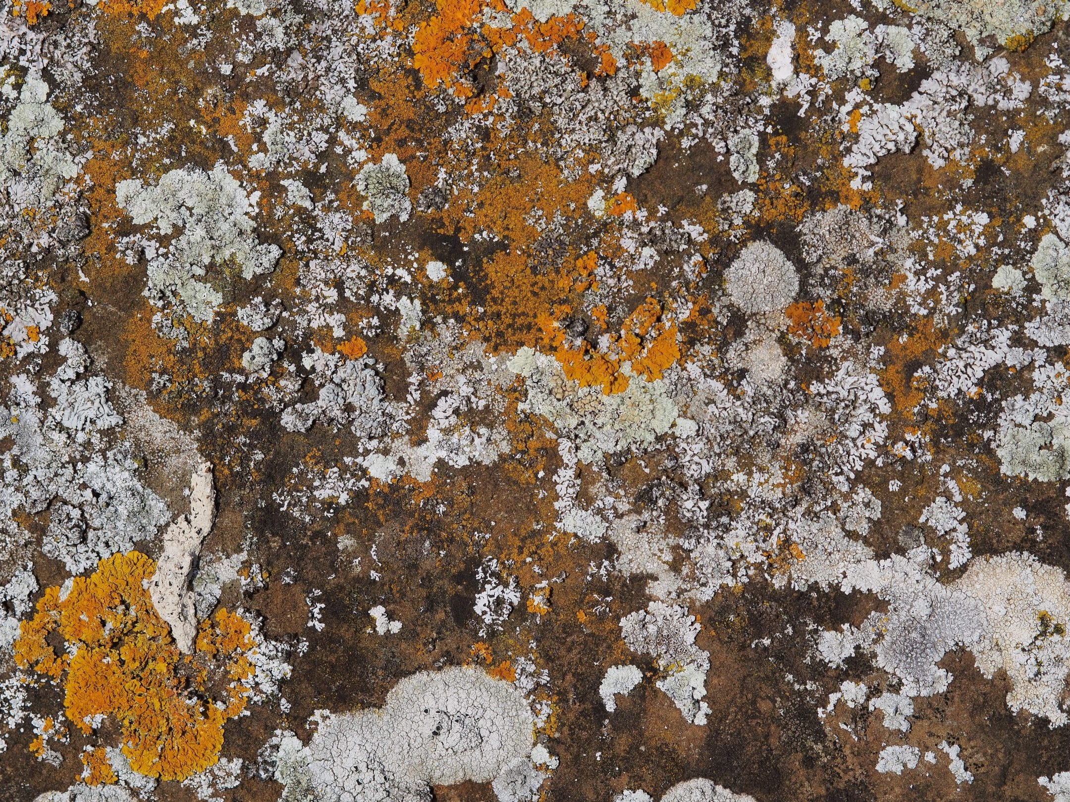 Lichen