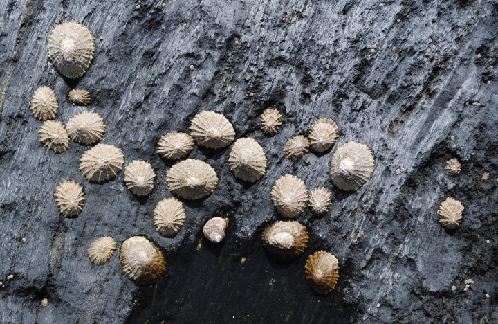 over a dozen white limpets of varying sizes adhere to the side of a black rock