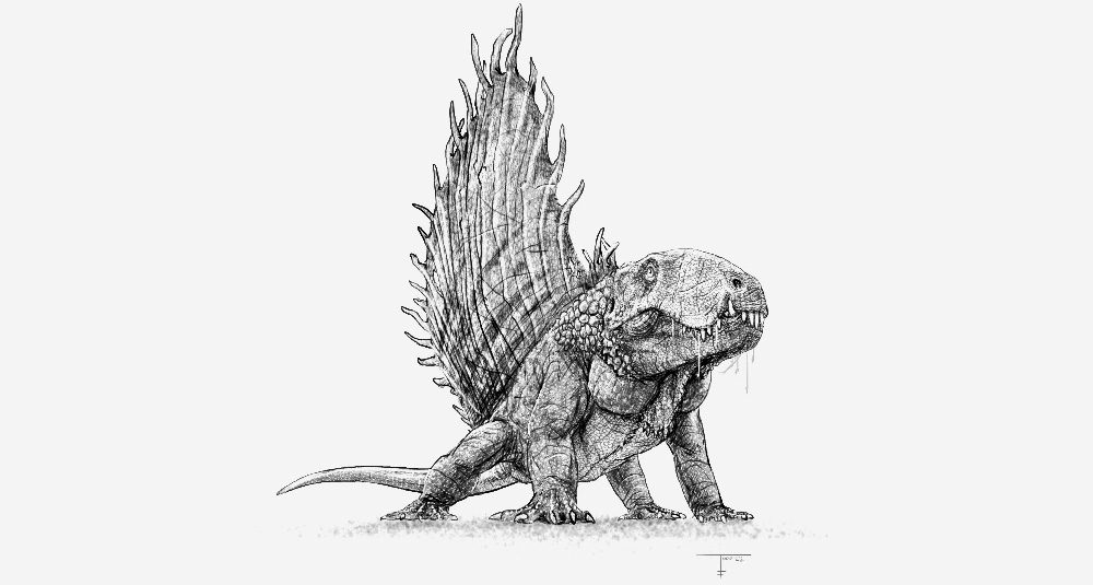 Drawing of Dimetrodon