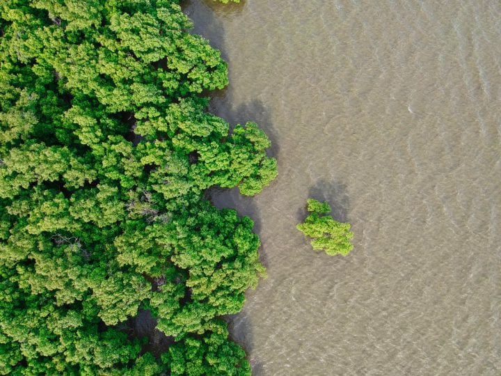 aerial view of a green coastal mangrove forest next to clear water with sand beneath