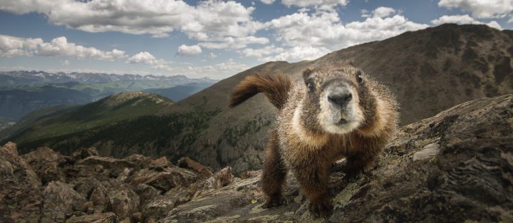 Yellow-bellied marmot