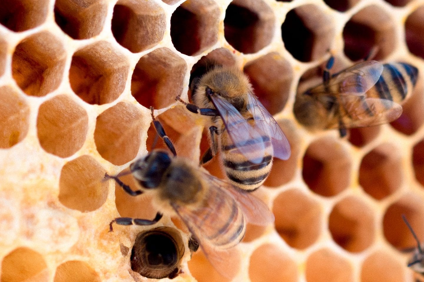 Honey bees on honeycomb