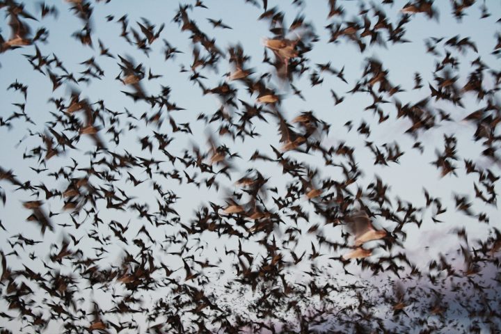 a huge group of mexican free tailed bats fly in a flurry out of bat cave at dusk