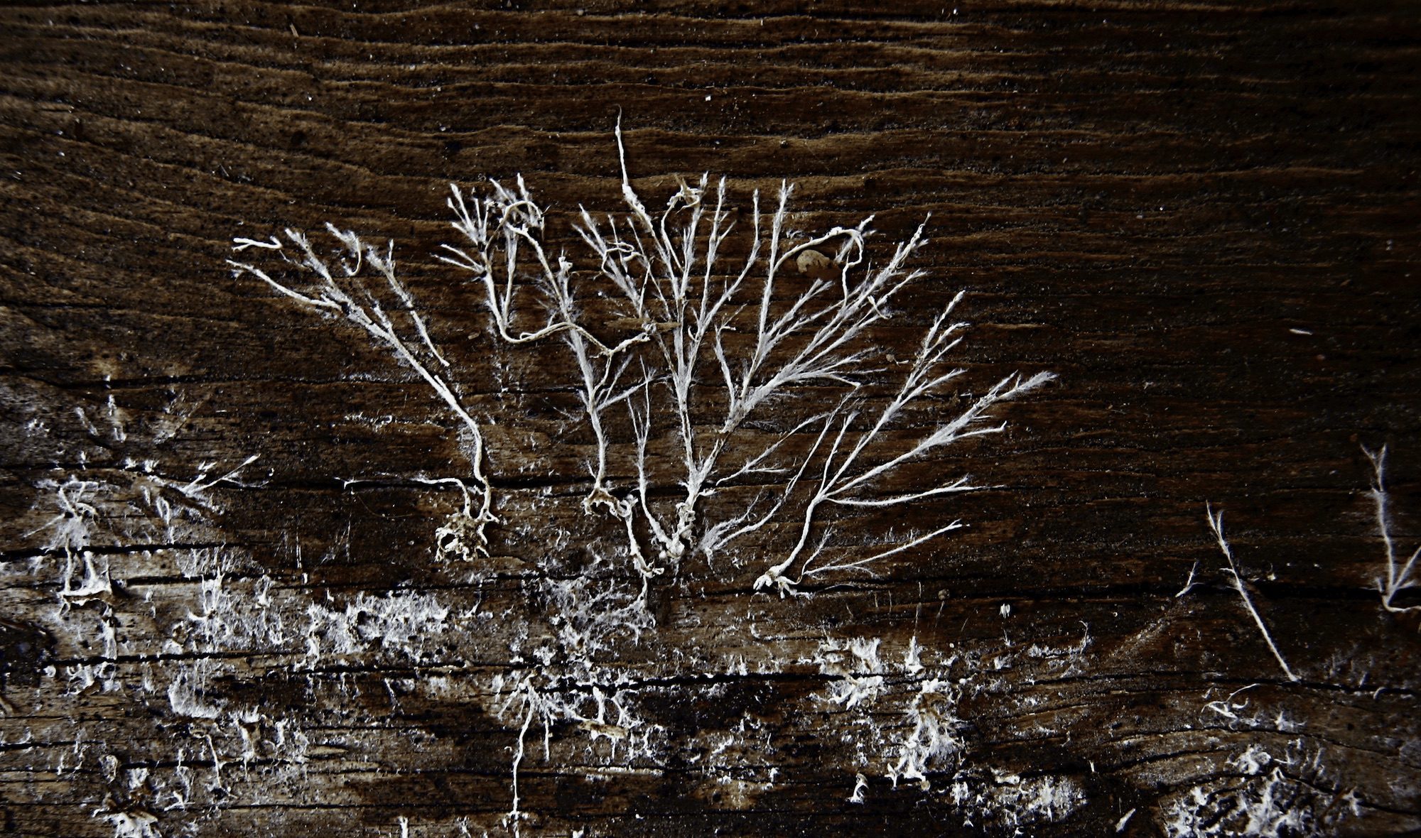 mycelium fungi spread out against brown wood