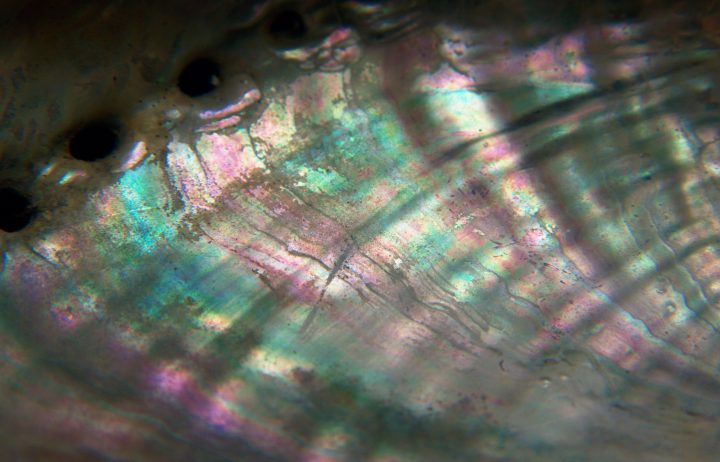 close up image of nacre