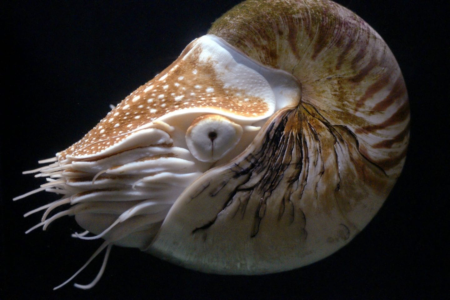 chambered nautilus