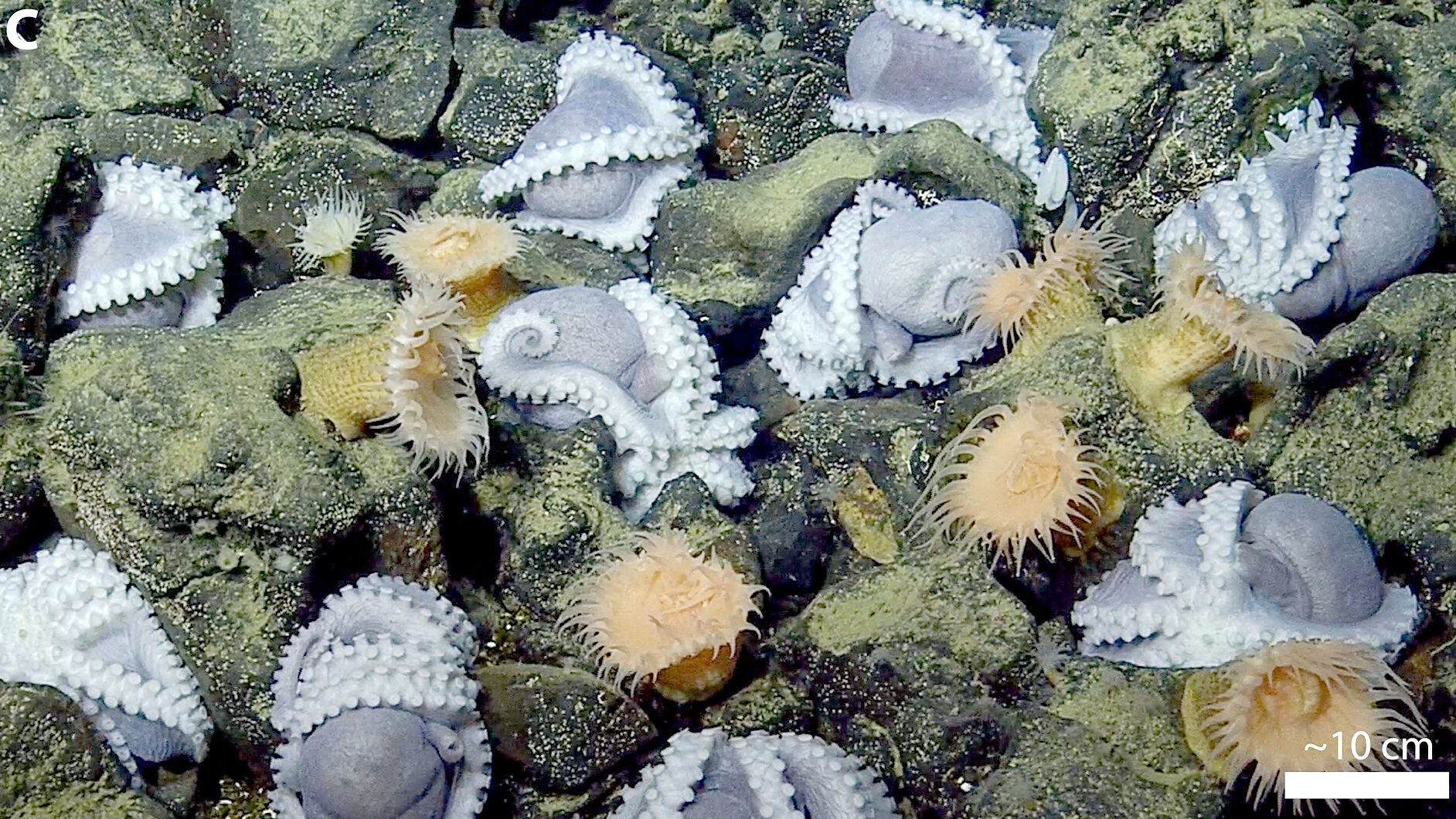 Octopuses congregating at hydrothermal vents