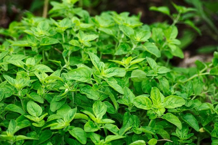 Picture of the oregano plant