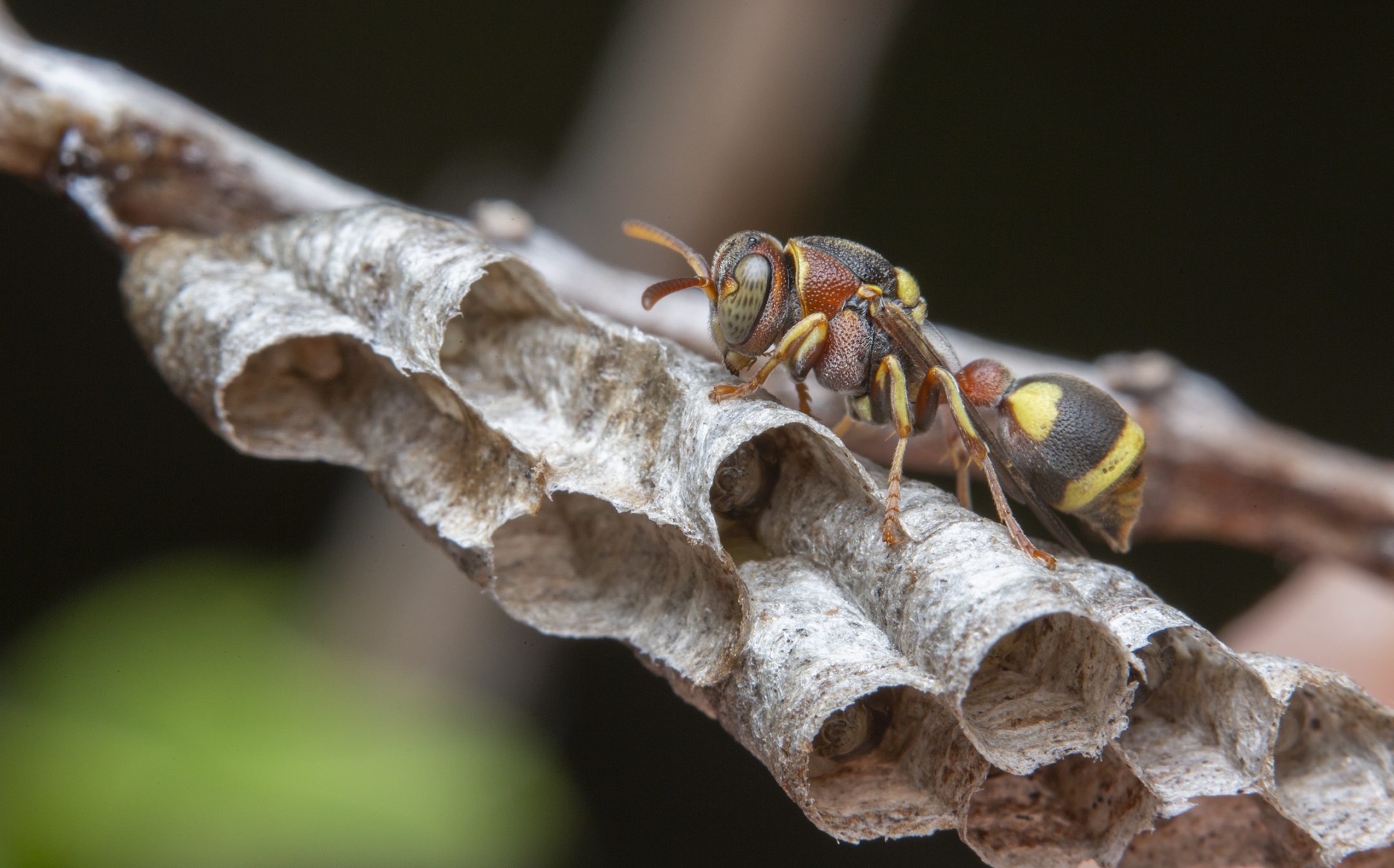 a black a yellow paper wasp walks on the beginnings of its nest, two layers of paper tubes stacked on each other
