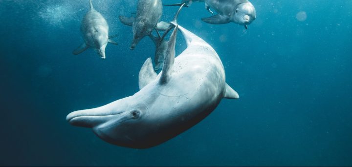 A pod of dolphins swims towards the viewer