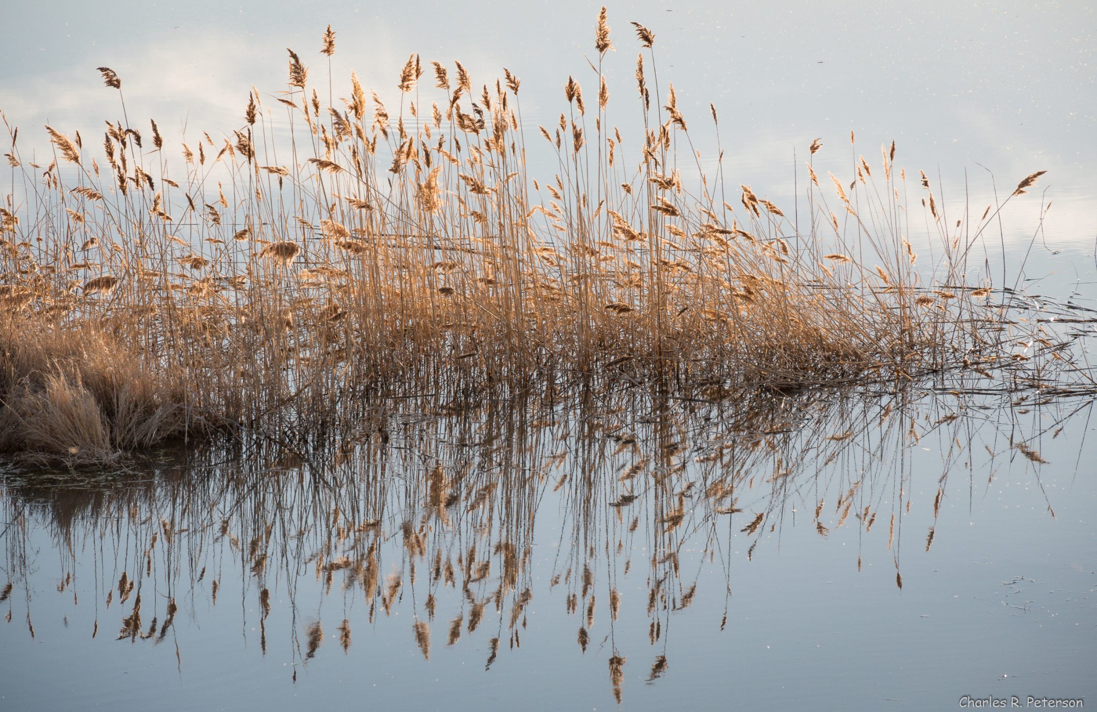 reeds growing in water