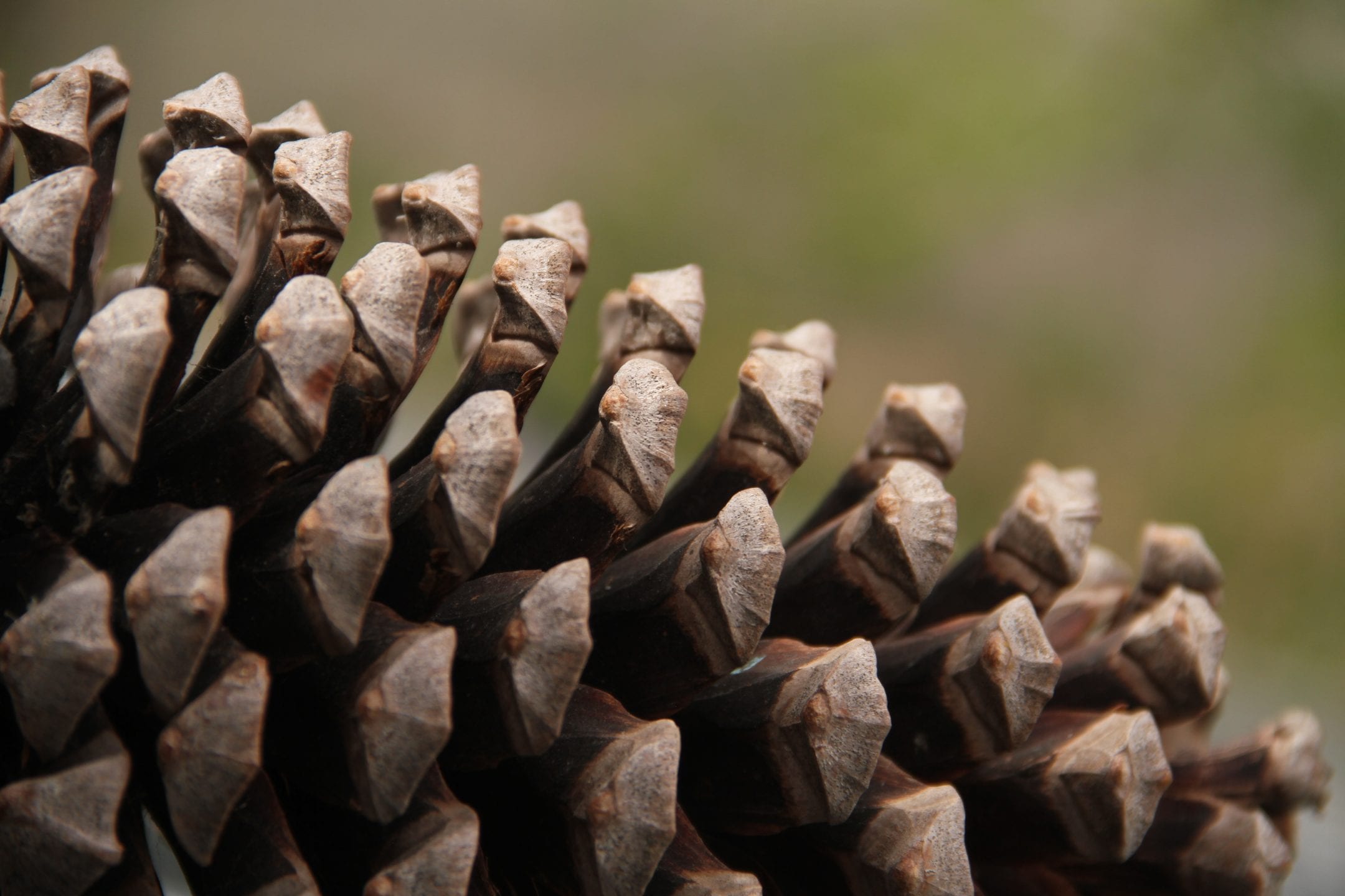 macro view of pine cone scales against a green background