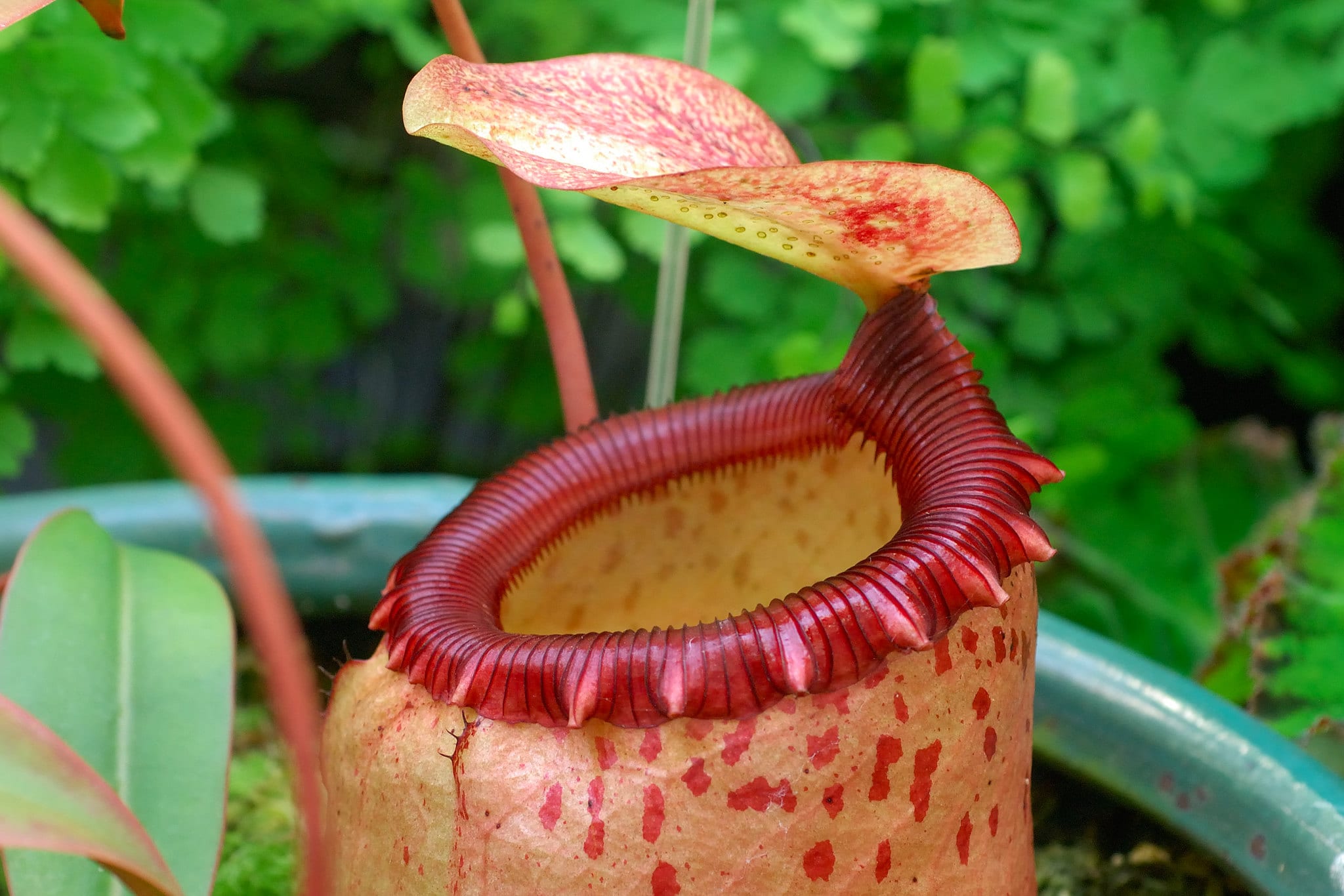 close up view of the lip of a pitcher plant