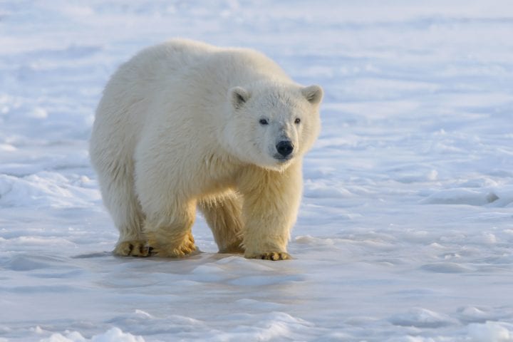 a white polar bear walks on a snowy surface with sunlight shining on its side