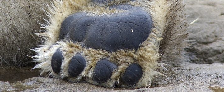 Close view of the paw pad of a polar bear