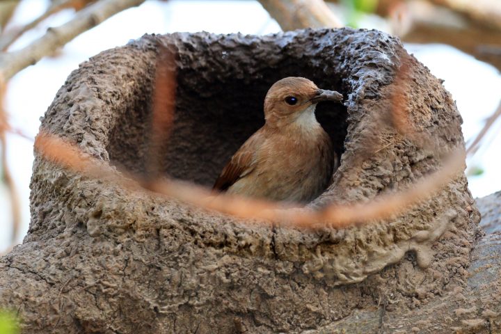 a red ovenbird builds a dome shaped nest with mud in a tree