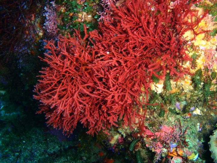 red seaweed grows in a reef underwater