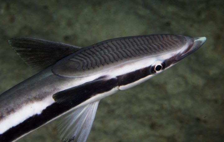 remora fish swimming