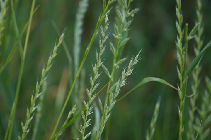 long stems of italian ryegrass in focus against a green background