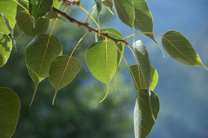 green leaves with prominent tips hang off a tree branch in sunlight with a blue sky