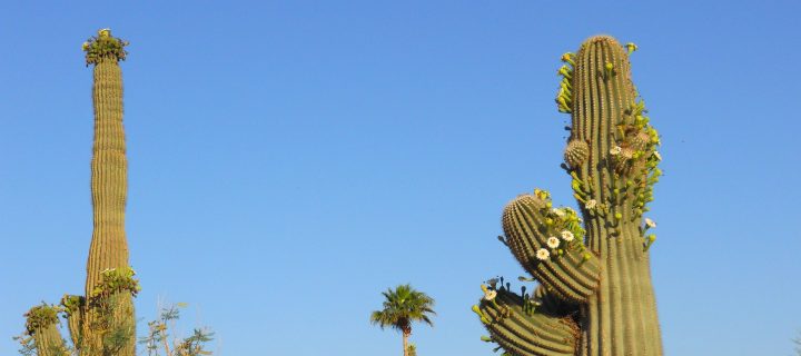 multiple tall saguaro cactus plants seen flowering in an Arizona landscape