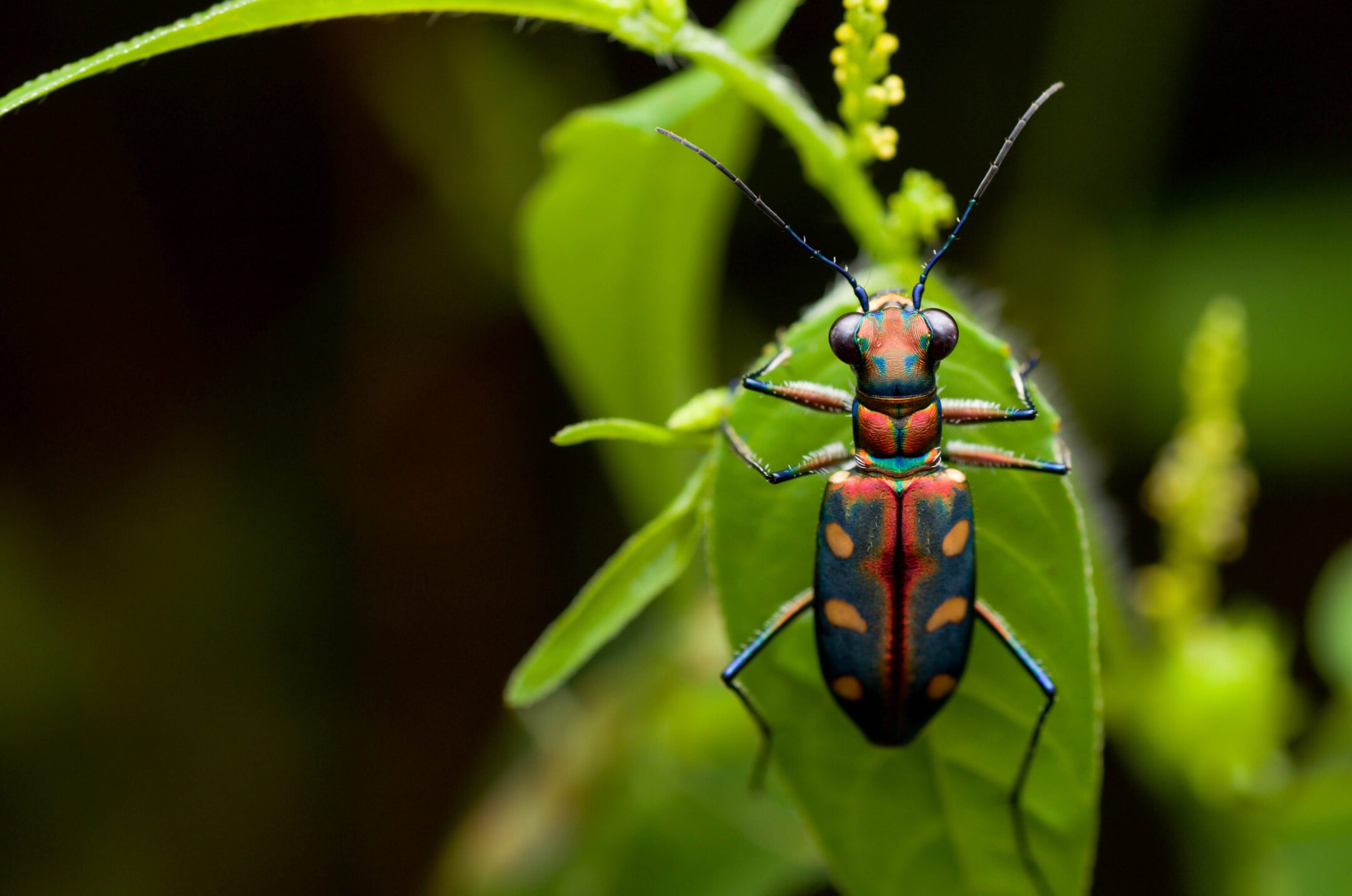 Tiger beetle on a leaf