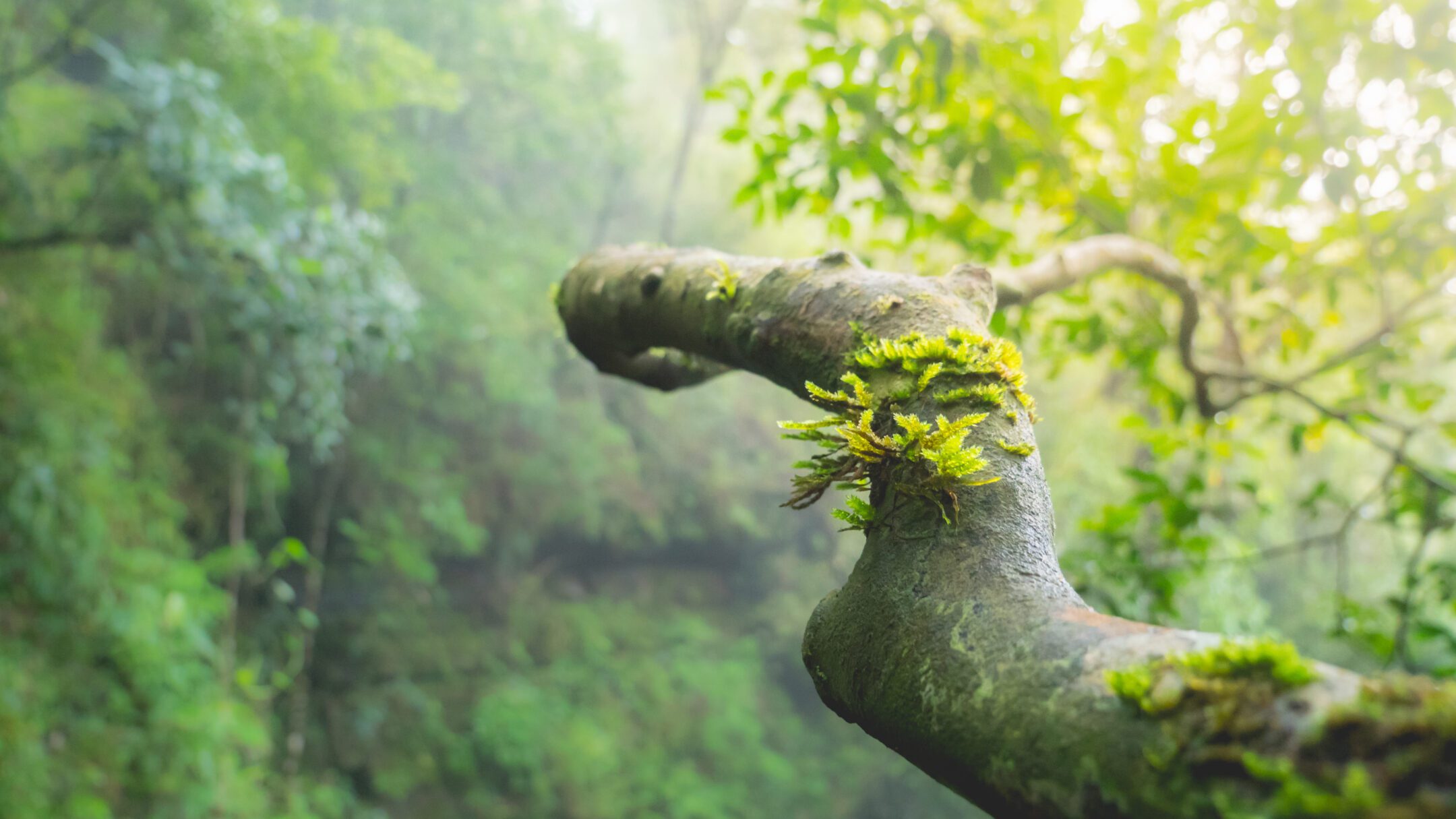 Twisting tree branch