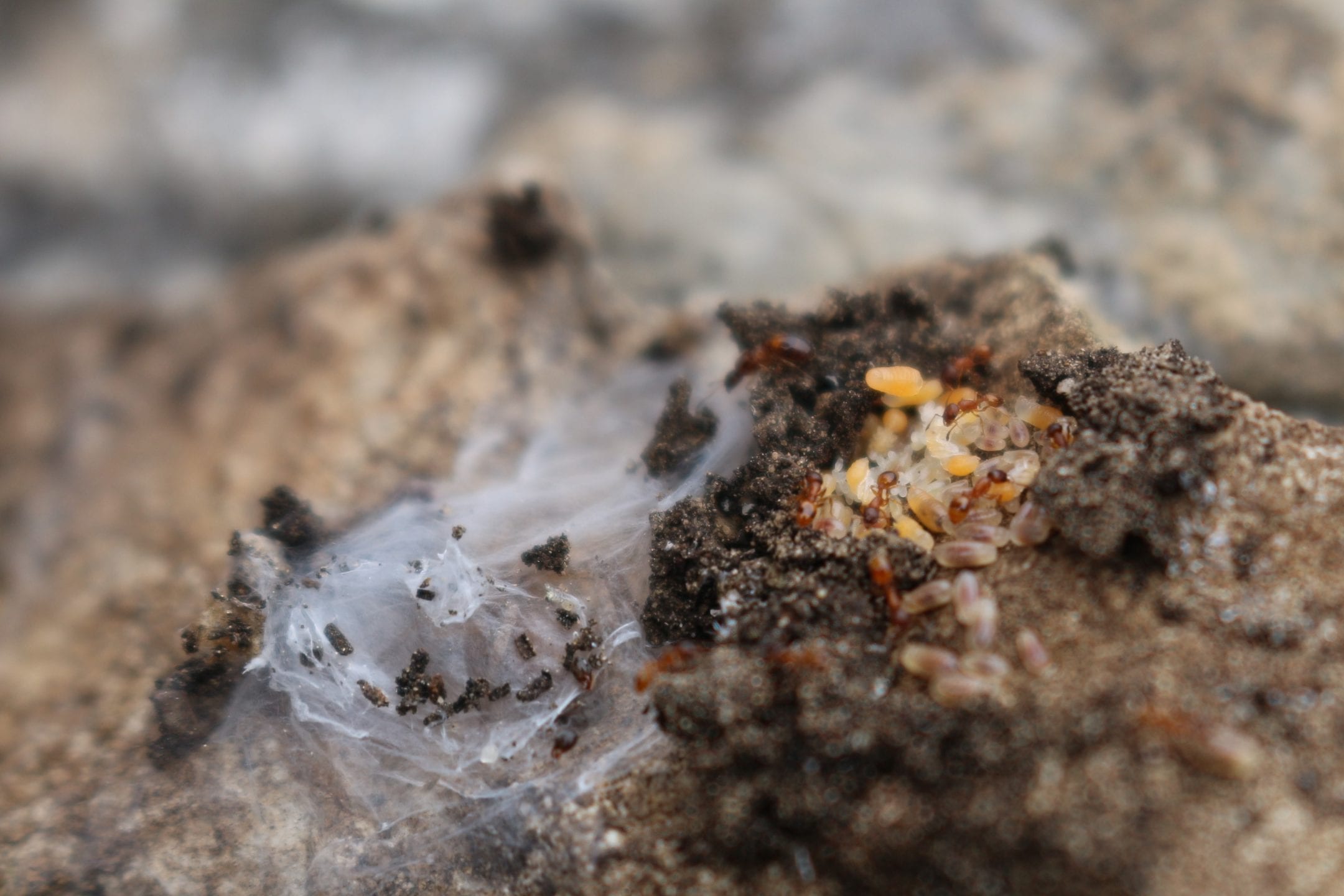 brown ants with eggs in colony during the day