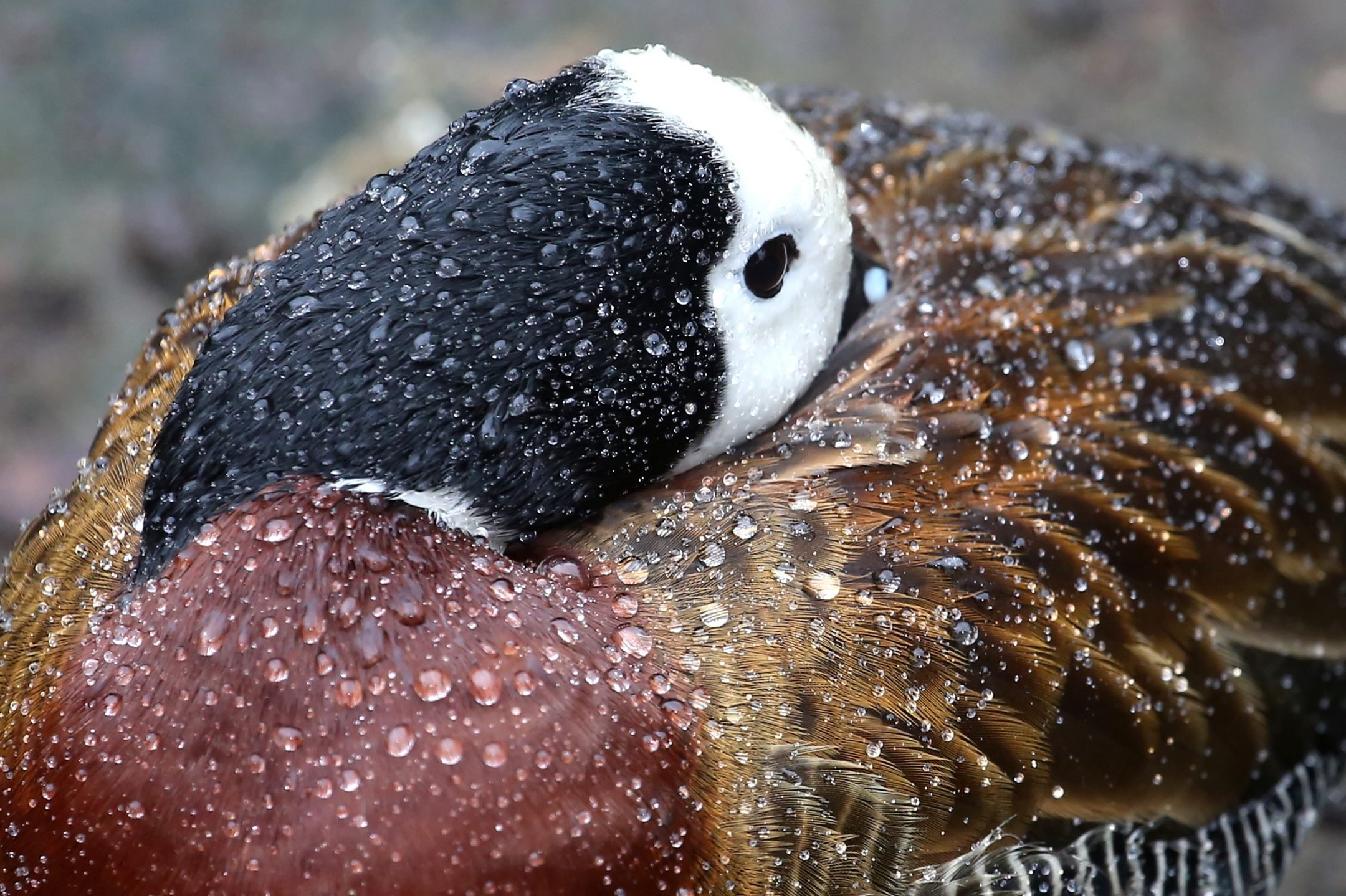 Beads of waters sit on a duck's back