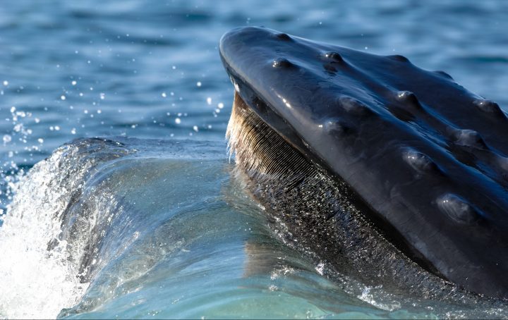 a humpback whale breaks the surface of blue water showing it's mouth