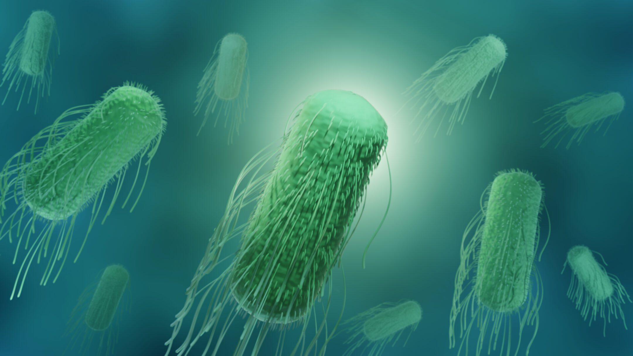 Several salmonella bacterial cells move across the image by waving long strands trailing behind them.