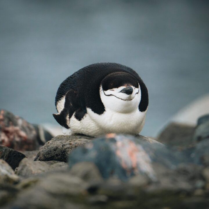 Sleeping chinstrap penguin on a rocky beach in Antarctica