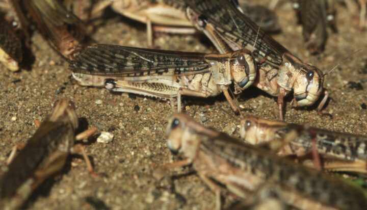 Desert locusts shift from a camouflaging color when solitary to a contrasting pattern that makes them stand out when swarming.